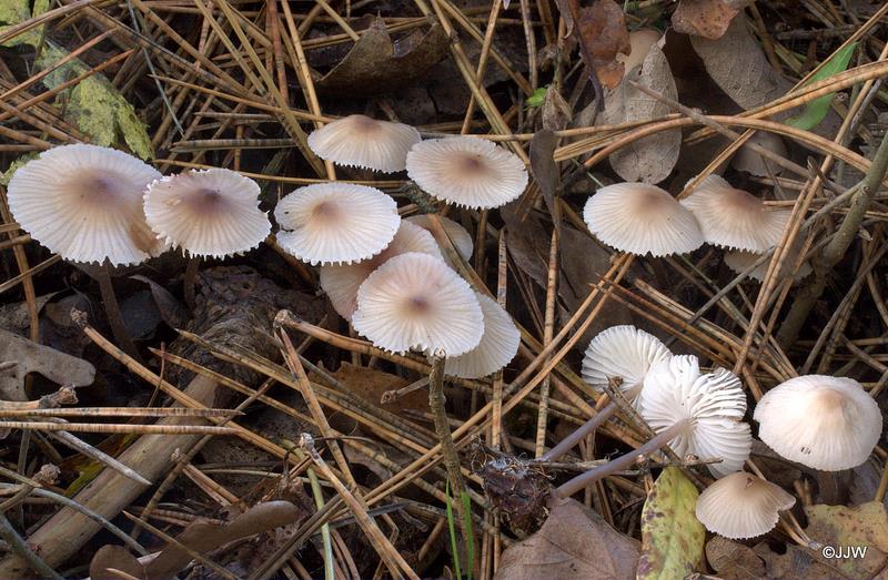 Mycena zephirus